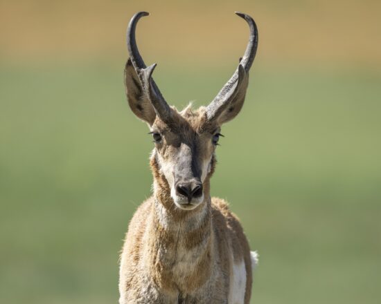 Portrait of a northern Arizona pronghorn buck. (Nikon Z9 with Nikkor 800mm PF at f/6.3, 1/2000, ISO 500)