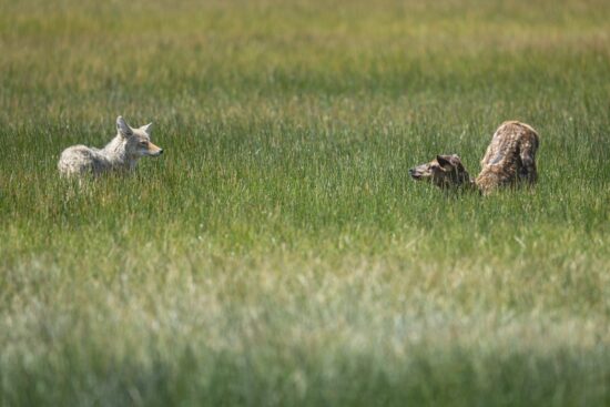 A coyote and newborn elk calf face off in a northern Arizona meadow on a summer's day. (Nikon Z9 with 800mm PF at f/6.3, 1/800, ISO 320)