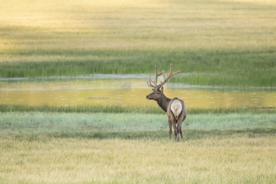 A bull elk scans the far side of the meadow as the summer sun makes first contact with the grass. (Nikon Z9 with Nikkor 800mm PF at f/6.3, 1/400, ISO 1600)