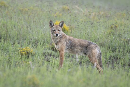 A dew-soaked coyote pauses briefly at the edge of the Grass Flat Tank meadow. (Nikon D500 w/ Nikkor 200-500mm f/5.6E at 500mm, f/5.6, 1/30, ISO 1600)