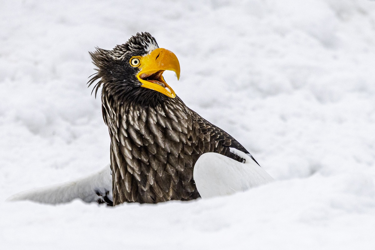 Best entries so far revealed in 2025 Nikon Comedy Wildlife Awards