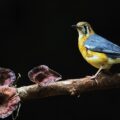 Permalink to Nikon NIKKOR Z 800mm f/6.3 VR S lens review – a game changer?