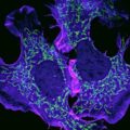 Permalink to Winners announced for the 15th Nikon Small World in Motion Competition