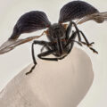 Permalink to 2025 Nikon Small World competition winners announced