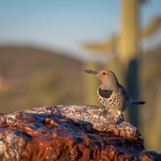 Flicker shot with Auto Capture