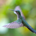 Permalink to Wildlife photography with the 7Artisans AF 135mm f/1.8 lens for Nikon Z-mount: a different perspective