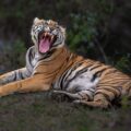 Permalink to Field tips: planning a successful tiger safari